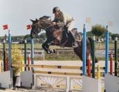 Caballo castrado Silla Francés En venta 2017 Negro por L’arc de triomphe