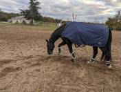 Caballo castrado Silla Francés En venta 2017 Negro por L’arc de triomphe