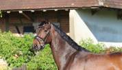 Jument de dressage Hanovrienne 