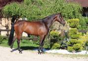 Jument de dressage Hanovrienne 