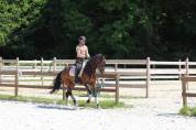 Jument de dressage Hanovrienne 