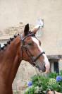 Hongre 7 ans Selle-Français CSO
