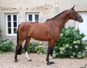 Hongre 7 ans Selle-Français CSO