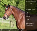 Yegua Hannoveriano En venta 2021 Bayo por Kronberg