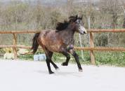  Femelle Connemara 2 ans pp