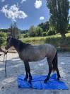  Femelle Connemara 2 ans pp