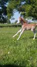 ponette Welsh suitée