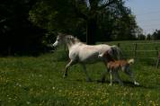 ponette Welsh suitée