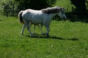 ponette Welsh suitée