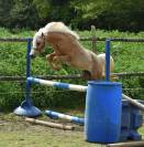 Welsh Pony pp palomino, entier, née 2023