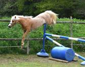 Welsh Pony pp palomino, entier, née 2023