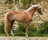 Welsh Pony pp palomino, entier, née 2023