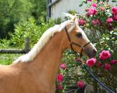 Welsh Pony pp palomino, entier, née 2023