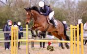 Cheval de sport sf 10 ans