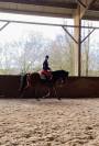Cheval de sport sf 10 ans