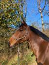 Cheval de sport sf 10 ans