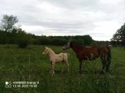 Magnfique mâle demi sang arabe palomino lignée enduranc