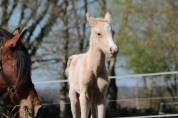 Magnfique mâle demi sang arabe palomino lignée enduranc