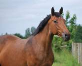 MALE SELLE FRANCAIS - FOAL - CANDY DE NANTUEL x QUIDAM 