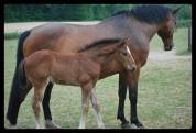 MALE SELLE FRANCAIS - FOAL - CANDY DE NANTUEL x QUIDAM 