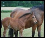 MALE SELLE FRANCAIS - FOAL - CANDY DE NANTUEL x QUIDAM 