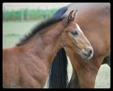 MALE SELLE FRANCAIS - FOAL - CANDY DE NANTUEL x QUIDAM 