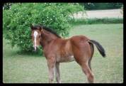 MALE SELLE FRANCAIS - FOAL - CANDY DE NANTUEL x QUIDAM 