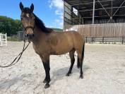Poney 4 ans OC