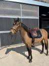 Poney 4 ans OC