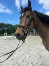 Poney 4 ans OC