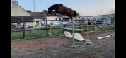 Foal par Kilimandjaro Semilly