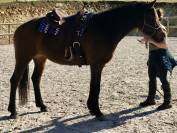 Jument Quarter Horse