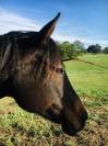 Jument Quarter Horse
