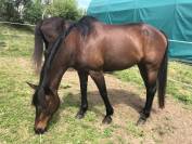 Jument Quarter Horse