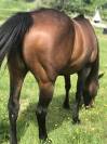 Jument Quarter Horse