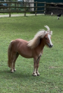Poulain Cheval Miniature Français alezan crins lavés 