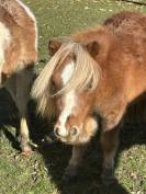 Poulain Cheval Miniature Français alezan crins lavés 