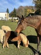 Poulain Cheval Miniature Français alezan crins lavés 