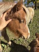 Poulain Cheval Miniature Français alezan crins lavés 