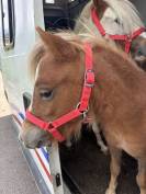 Poulain Cheval Miniature Français alezan crins lavés 