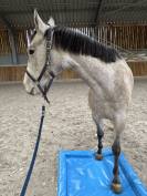 Jolie jument grise de 4 ans