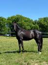 Caballo castrado KWPN Caballo de Deporte Neerlandés En venta 2021 Negro