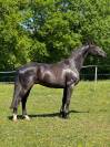 Caballo castrado KWPN Caballo de Deporte Neerlandés En venta 2021 Negro