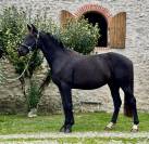 Caballo castrado KWPN Caballo de Deporte Neerlandés En venta 2021 Negro