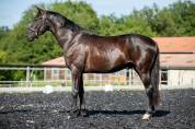 Hongre KWPN de 4ans par GLAMOURDALE X SAN REMO