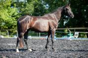 Hongre KWPN de 4ans par GLAMOURDALE X SAN REMO