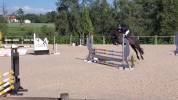 Ponette Welsh part-bred 5 ans 