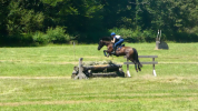 Ponette Welsh part-bred 5 ans 