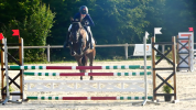 Ponette Welsh part-bred 5 ans 