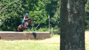 Ponette Welsh part-bred 5 ans 